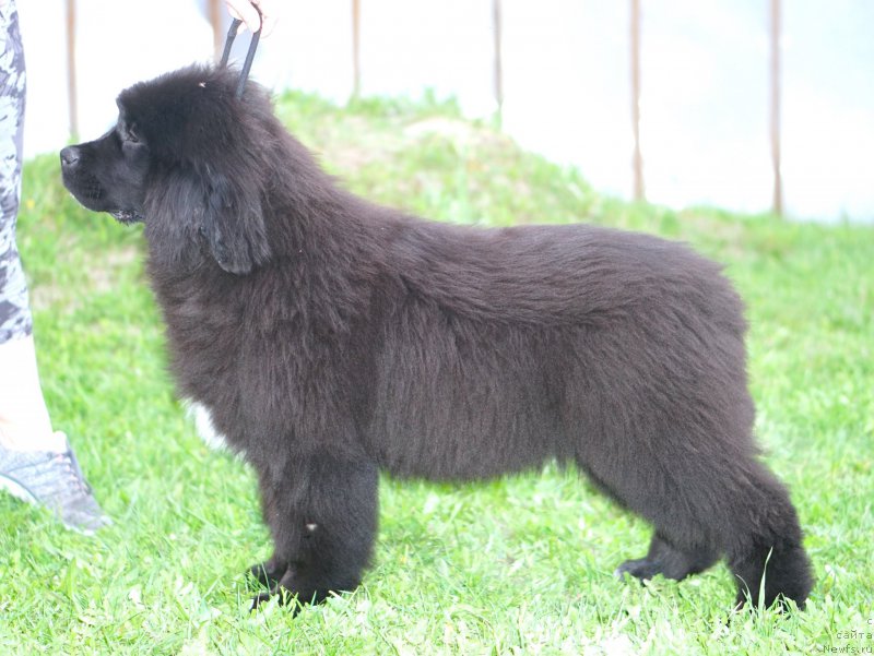 Фото: родители, ньюфаундленд Акватория Келвин Щедривчик (Aquatoriya Kelvin Schedrivchik), ньюфаундленд Акватория Келвин Юник Малина Стайл (Aquatoriya Kelvin Yunique Malina Style)