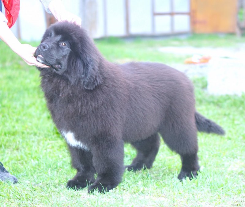 Фото: родители, ньюфаундленд Акватория Келвин Щедривчик (Aquatoriya Kelvin Schedrivchik), ньюфаундленд Акватория Келвин Юник Малина Стайл (Aquatoriya Kelvin Yunique Malina Style)