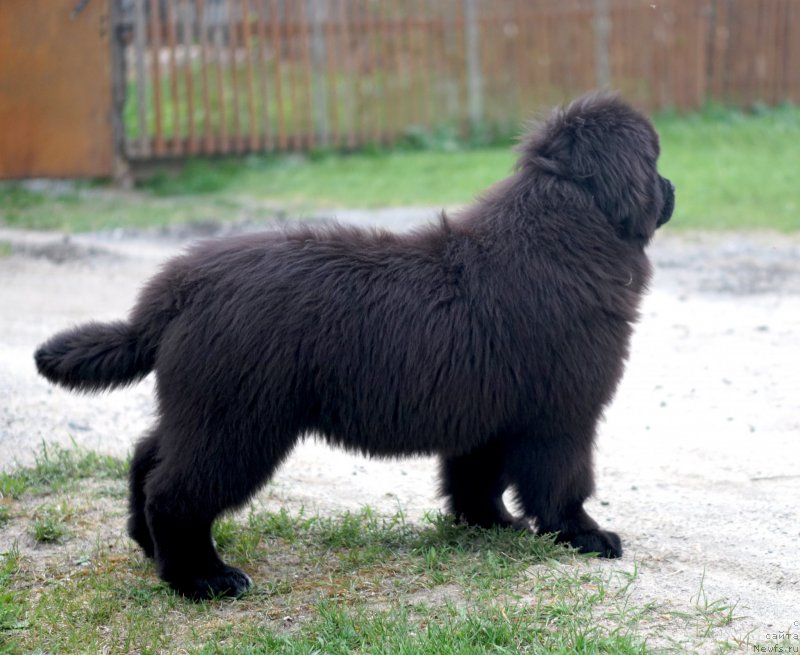 Фото: родители, ньюфаундленд Акватория Келвин Щедривчик (Aquatoriya Kelvin Schedrivchik), ньюфаундленд Акватория Келвин Юник Малина Стайл (Aquatoriya Kelvin Yunique Malina Style)