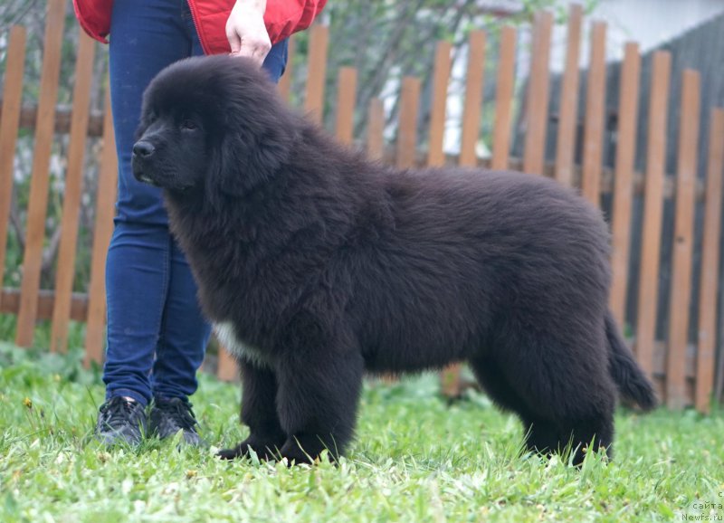 Фото: родители, ньюфаундленд Акватория Келвин Щедривчик (Aquatoriya Kelvin Schedrivchik), ньюфаундленд Акватория Келвин Юник Малина Стайл (Aquatoriya Kelvin Yunique Malina Style)