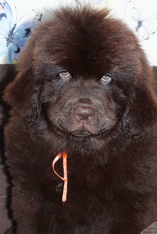 Фотография № 225186