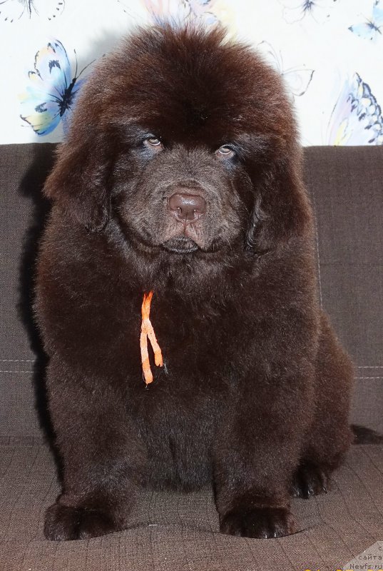 Фотография № 225187