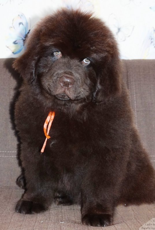 Фотография № 225188