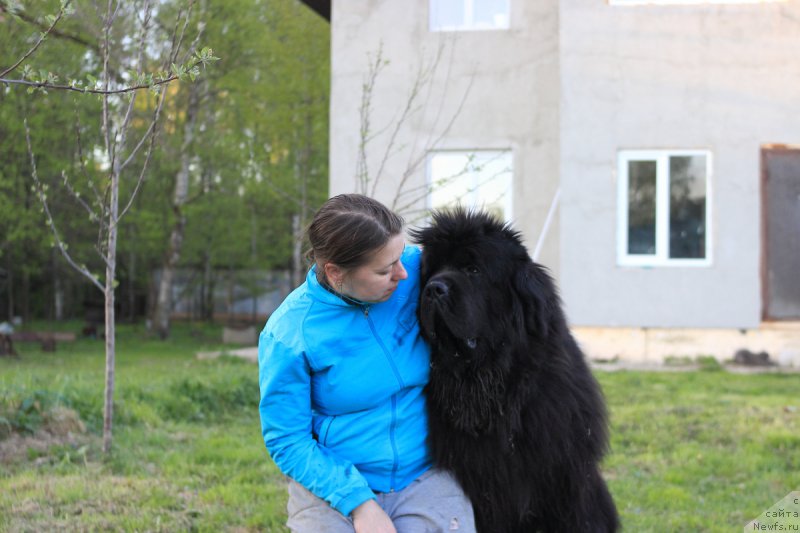 Фото: ньюфаундленд Callistos to Russia With Love