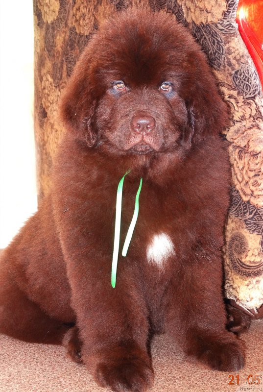 Фото: ньюфаундленд Браунблад МСК Дрими Эйн (Brownblood MSK Drimi Ein)