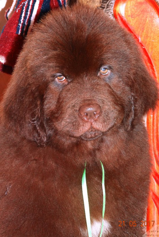 Фото: ньюфаундленд Браунблад МСК Дрими Эйн (Brownblood MSK Drimi Ein)