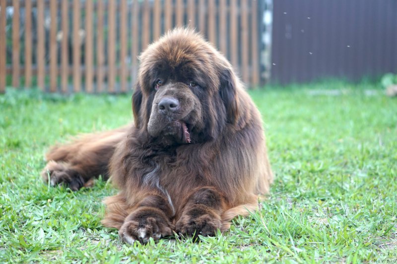 Фото: ньюфаундленд Кари Рожденный в Любви