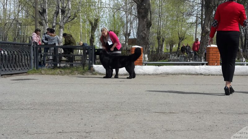 Фото: ньюфаундленд Арсэла Бьюти