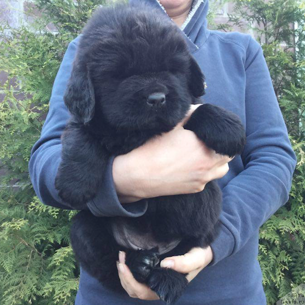 Фото: ньюфаундленд Black Clouds Keep My Soul