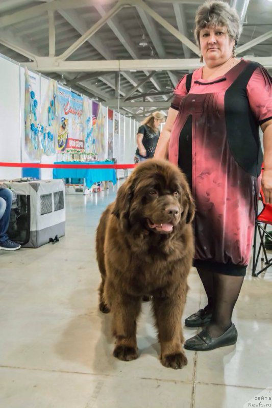 Фото: ньюфаундленд Браунблад МСК Сабина Эстер (Brownblood MSK Sabina Ester)