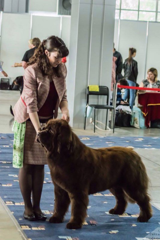 Фото: ньюфаундленд Браунблад МСК Сабина Эстер (Brownblood MSK Sabina Ester)