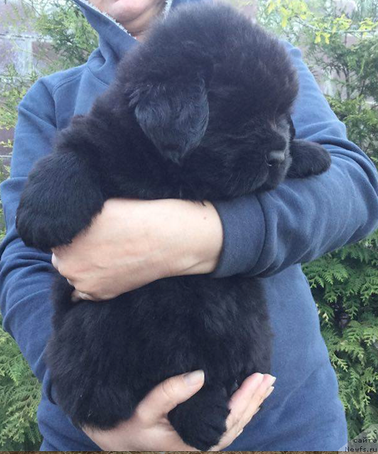 Фото: ньюфаундленд Black Clouds Keep My Soul