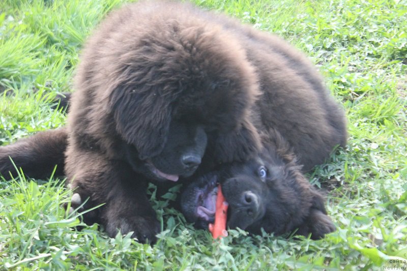 Фотография № 225205