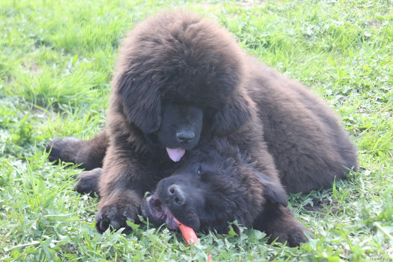 Фотография № 225206