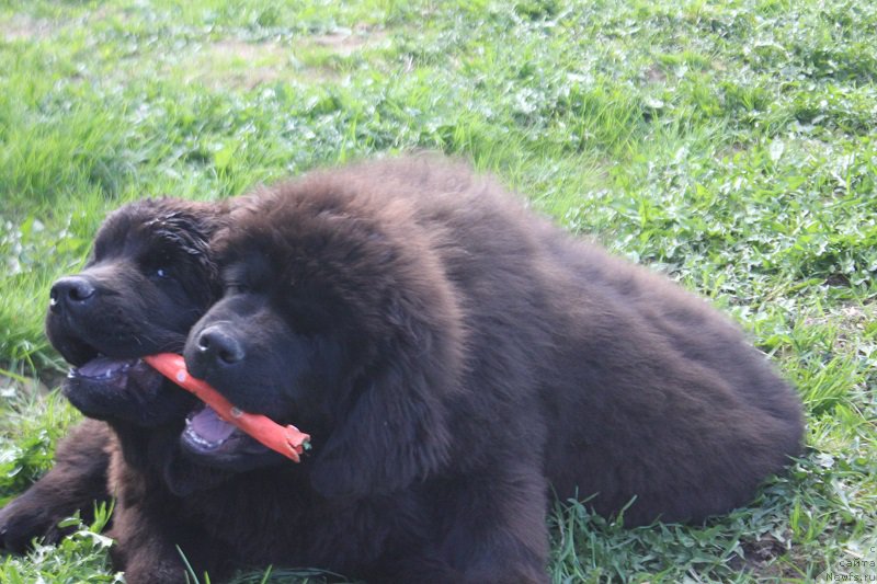 Фотография № 225210