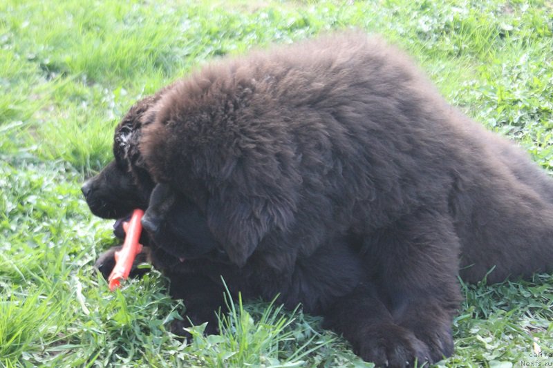 Фотография № 225211