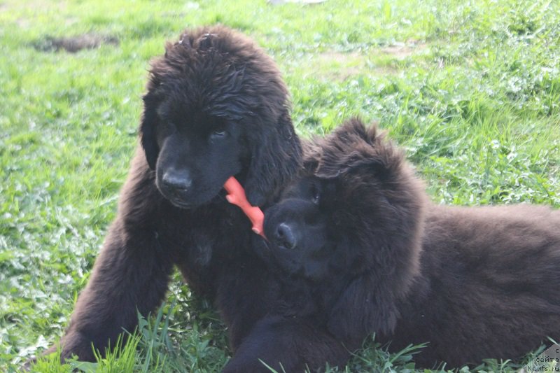 Фотография № 225212