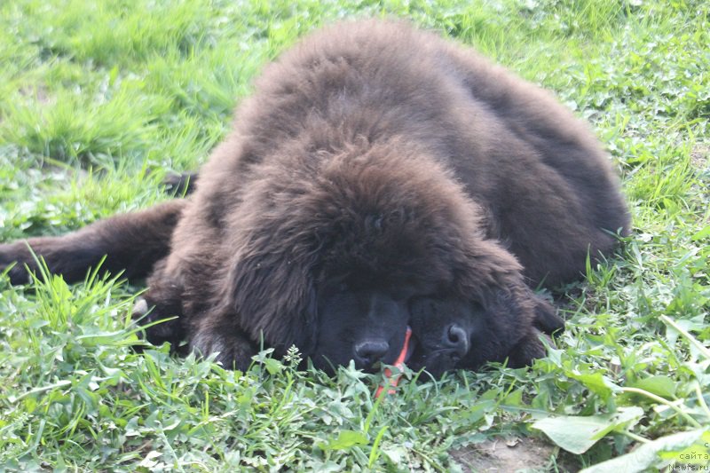 Фотография № 225214