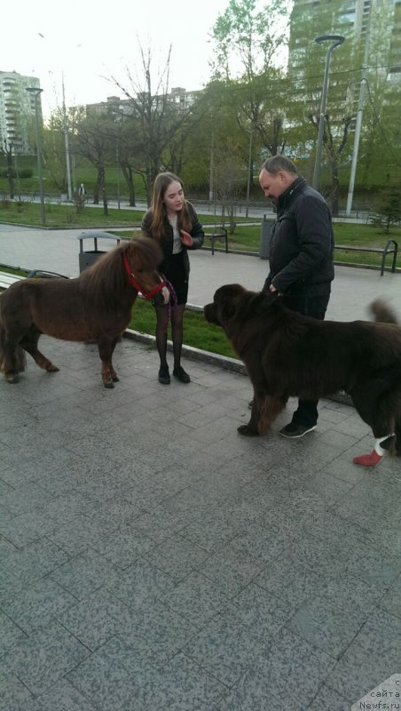 Фото: ньюфаундленд Браунблад МСК Брем Берри