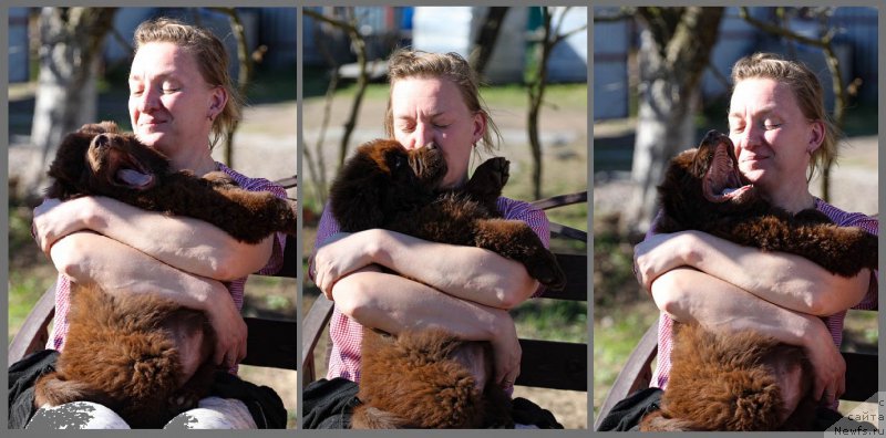 Фото: ньюфаундленд Браунблад МСК Дарлина Джой (Brownblood MSK Darlina Joy), Ольга Мельниченко