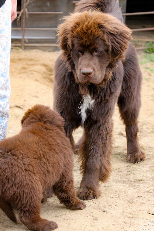 Фото: ньюфаундленд Браунблад МСК Абрамс-Стронг (Brownblood MSK Abrams-Strong), ньюфаундленд Браунблад МСК Дарлина Джой (Brownblood MSK Darlina Joy)
