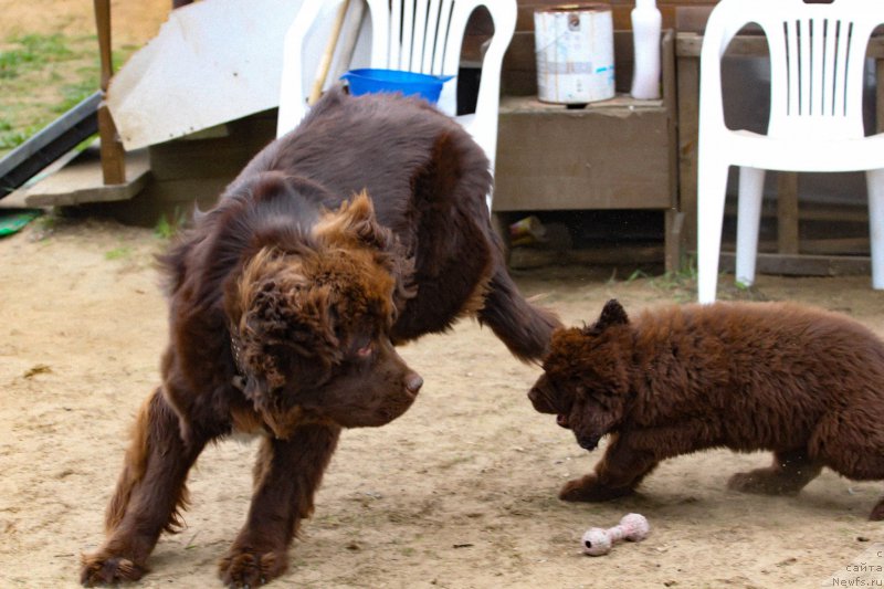 Фото: ньюфаундленд Браунблад МСК Абрамс-Стронг (Brownblood MSK Abrams-Strong), ньюфаундленд Браунблад МСК Дарлина Джой (Brownblood MSK Darlina Joy)