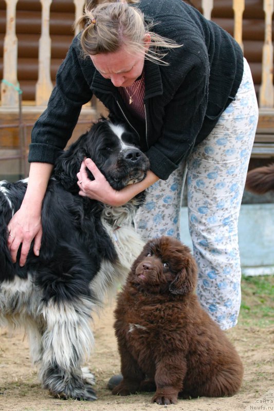 Фото: ньюфаундленд Питерньюф Хонеу-Монеу (Piternyuf Honey-Money), ньюфаундленд Браунблад МСК Дарлина Джой (Brownblood MSK Darlina Joy), Ольга Мельниченко