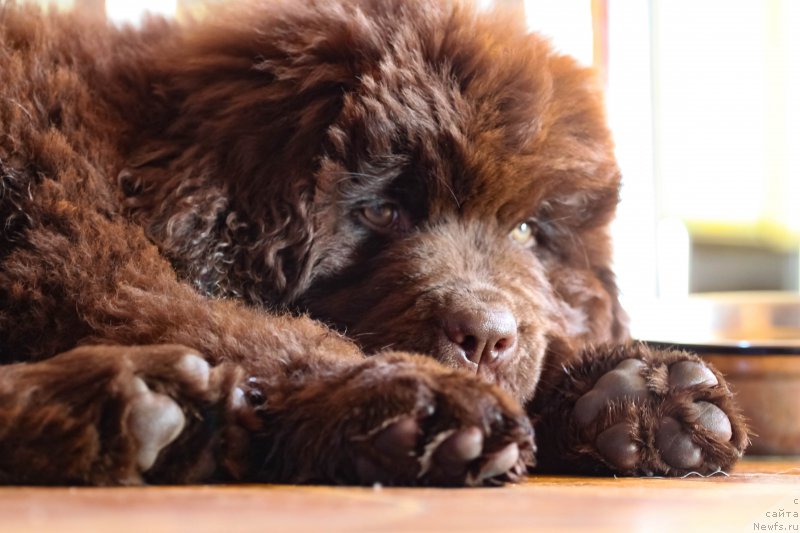 Фото: ньюфаундленд Браунблад МСК Дарлина Джой (Brownblood MSK Darlina Joy)