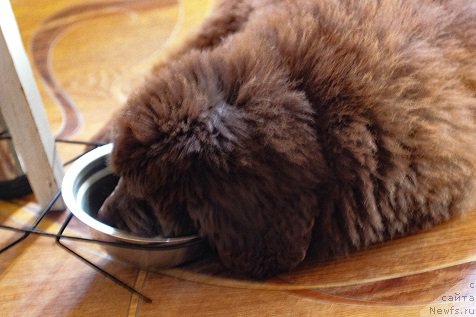 Фото: ньюфаундленд Браунблад МСК Дарлина Джой (Brownblood MSK Darlina Joy)