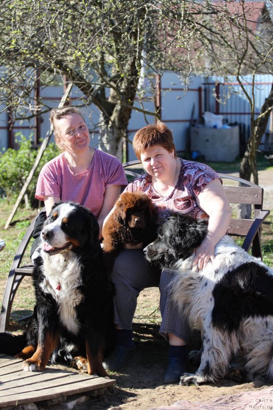 Фото: ньюфаундленд Питерньюф Хонеу-Монеу (Piternyuf Honey-Money), ньюфаундленд Браунблад МСК Дарлина Джой (Brownblood MSK Darlina Joy), Ольга Мельниченко