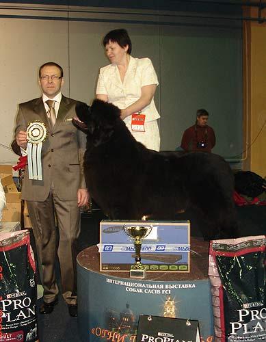 Фото: ньюфаундленд Акватория Келвин Заския, Татьяна Абутова