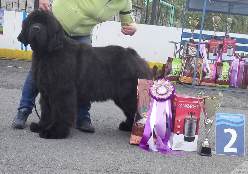 Фото: ньюфаундленд Супер Премиум Хармони (Super Premium Harmony)