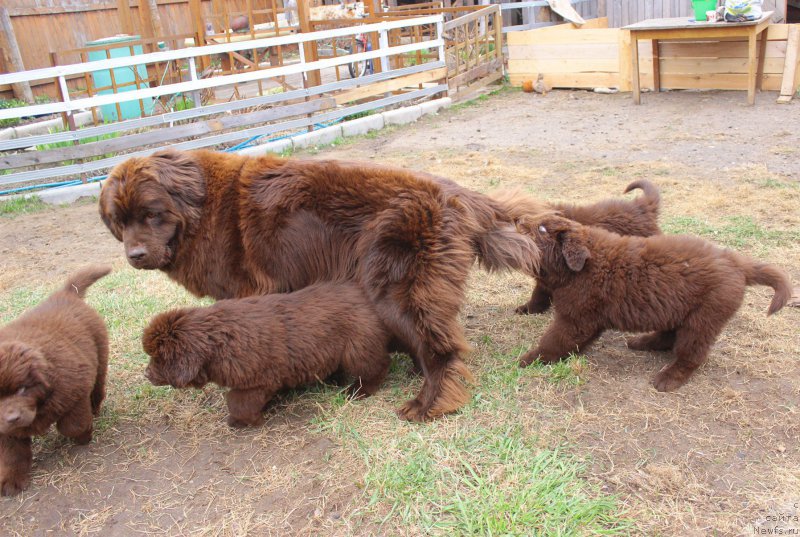 Фото: ньюфаундленд Наоми Таголири фор Браунблад (Naomi Tagoliri for Brouwnblood)