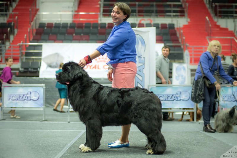 Фото: ньюфаундленд Питерньюф О'Мниа Праэклара Рара (Piternyuf O'mnia Praeclara Rara)
