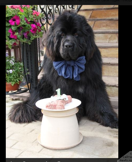 Фото: ньюфаундленд Callistos Blitzen