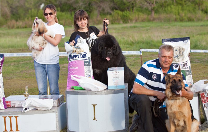 Фото: ньюфаундленд Крепкий Орешек от Сибирского Медведя (Krepkiy Oreshek ot Sibirskogo Medvedja)