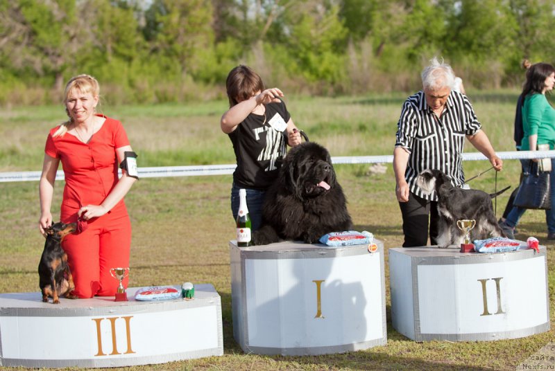 Фото: ньюфаундленд Крепкий Орешек от Сибирского Медведя (Krepkiy Oreshek ot Sibirskogo Medvedja)