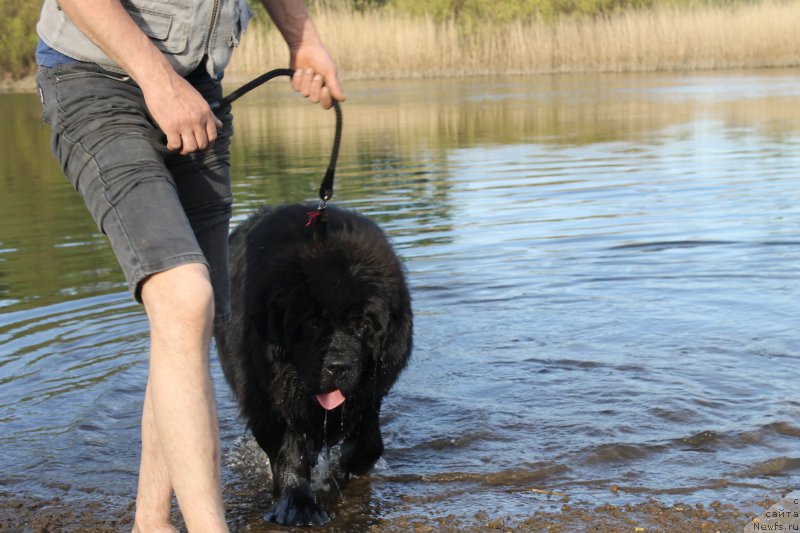 Фото: ньюфаундленд Крепкий Орешек от Сибирского Медведя (Krepkiy Oreshek ot Sibirskogo Medvedja)