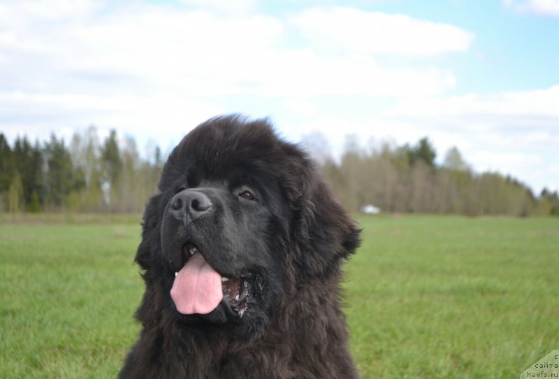 Фото: ньюфаундленд Сент Джонс Эксклюзив (Sent Djons Exclusive)