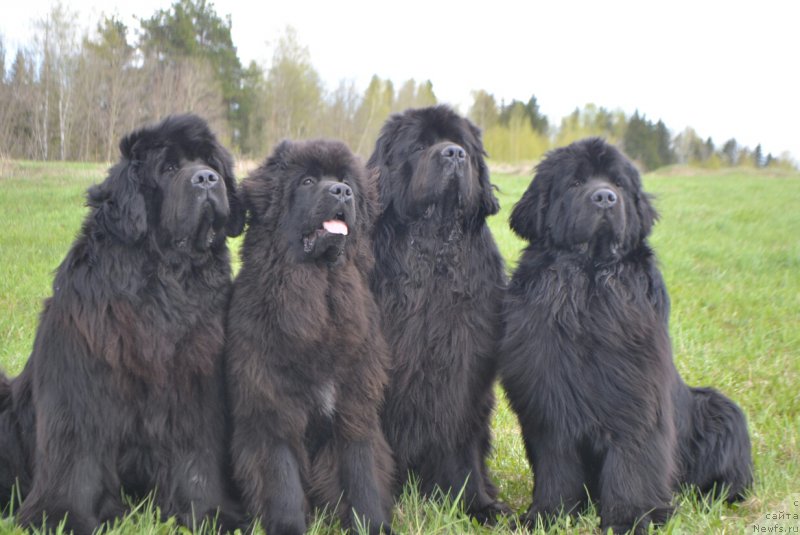 Фотография № 225272