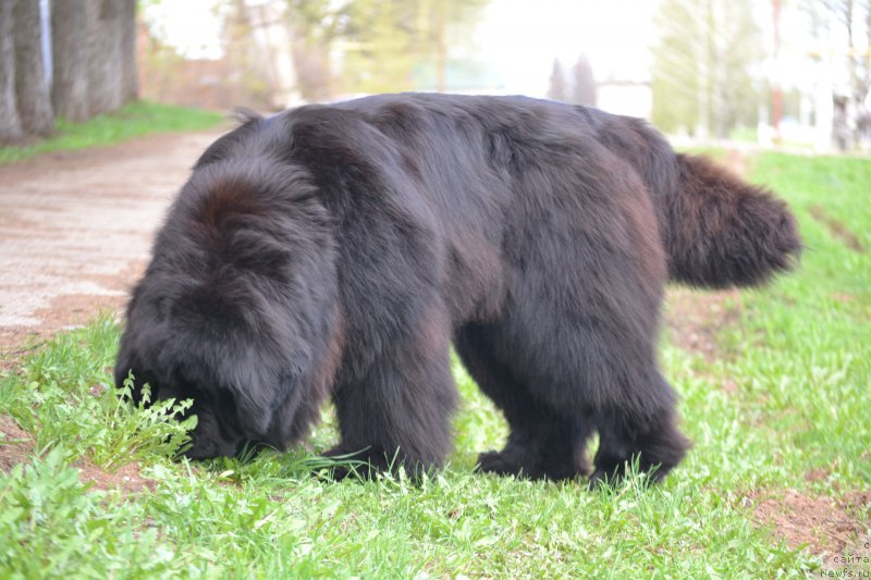 Фото: ньюфаундленд Симбад Покоритель Морей