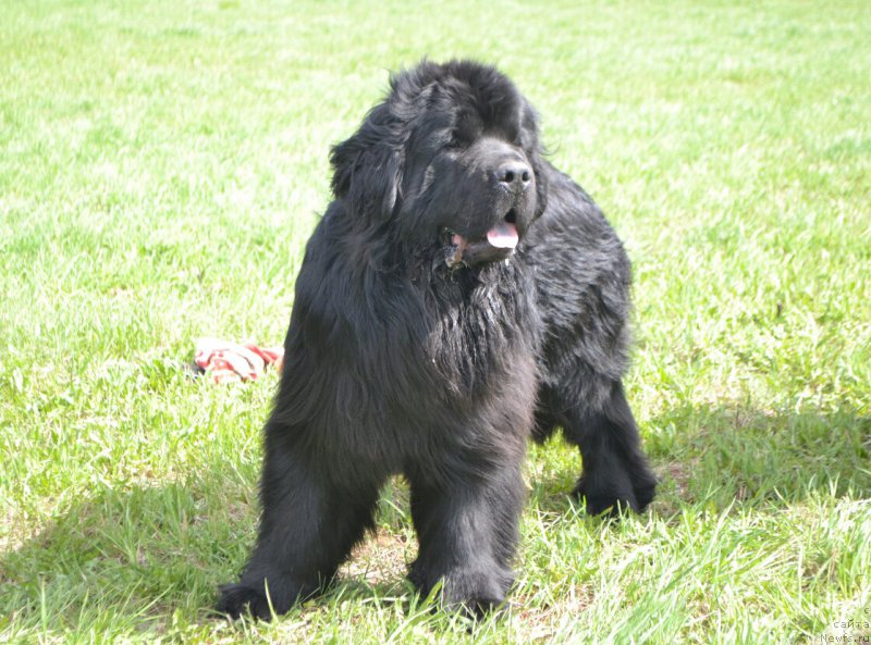 Фото: ньюфаундленд Никита Богатырь Империи (Nikita Bogatyr Imperii)