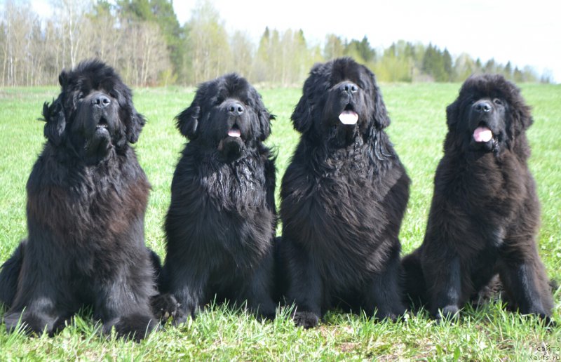 Фотография № 225277