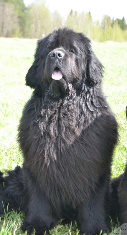 Фото: ньюфаундленд Назар Вятский Медведь (Nazar Vyatskiy Medved)