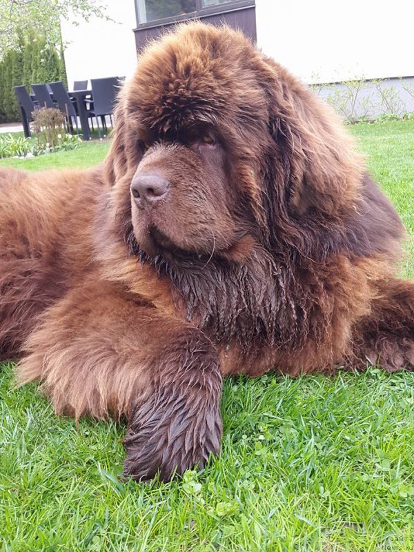 Фото: ньюфаундленд Браунблад МСК Хаиес Хаго (Brownblood MSK Hayes Hago)