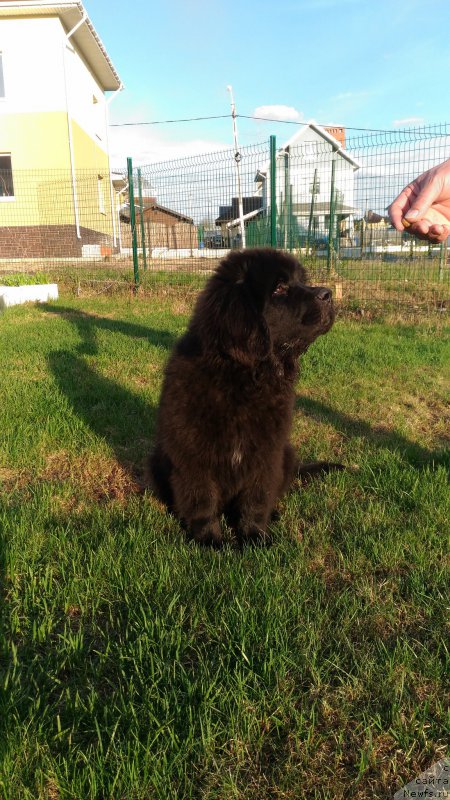 Фото: ньюфаундленд Браунблад МСК Ламберт Амир (Brownblood MSK Lambert Amir)