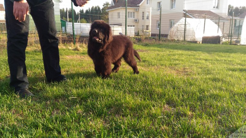 Фото: ньюфаундленд Браунблад МСК Ламберт Амир (Brownblood MSK Lambert Amir)