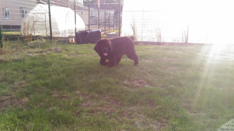 Фото: ньюфаундленд Браунблад МСК Ламберт Амир (Brownblood MSK Lambert Amir)