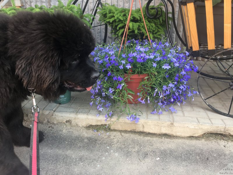 Фото: ньюфаундленд Браунблад MCК Лави Нэман (Brownblood MSK Lavy Neman)
