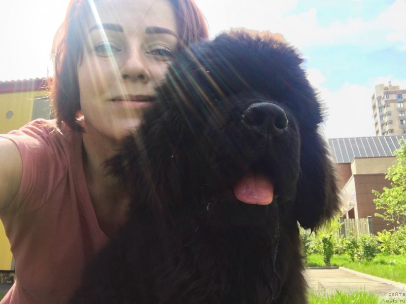 Фото: ньюфаундленд Браунблад MCК Лави Нэман (Brownblood MSK Lavy Neman), Александра Васина